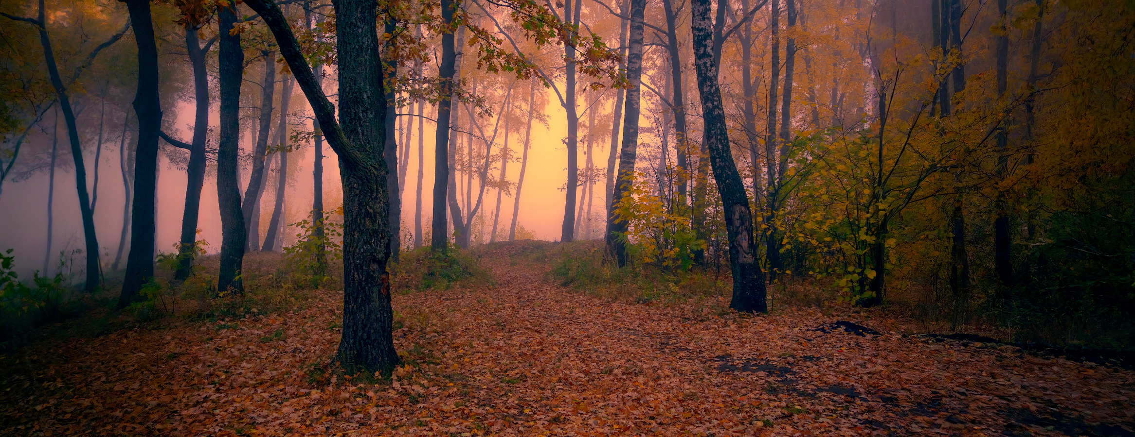 Morgen in den herbstlichen Wald