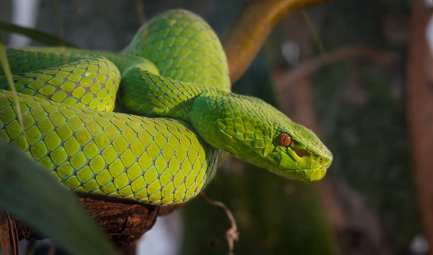 Green Pit-Viper
