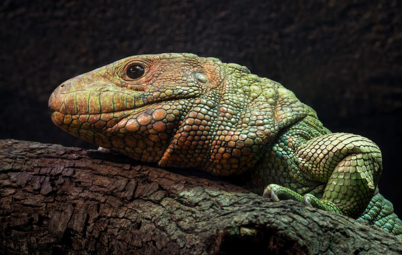 Northern Caiman Lizard