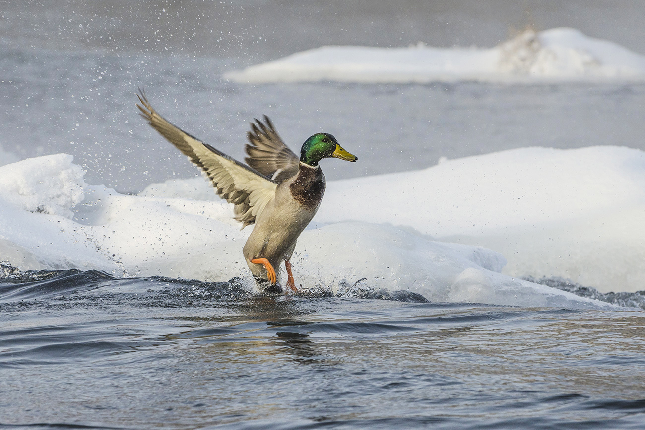 Auf der Winter Fluss