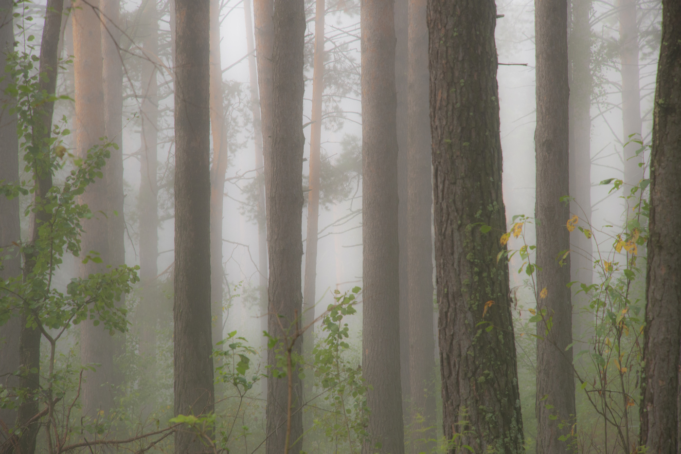 Misty forest