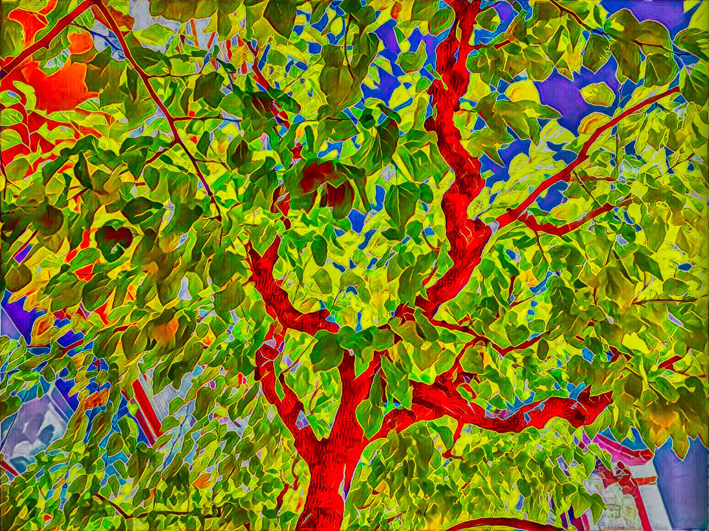 Tarragona - El Serrallo (arbre) - Tarragonès