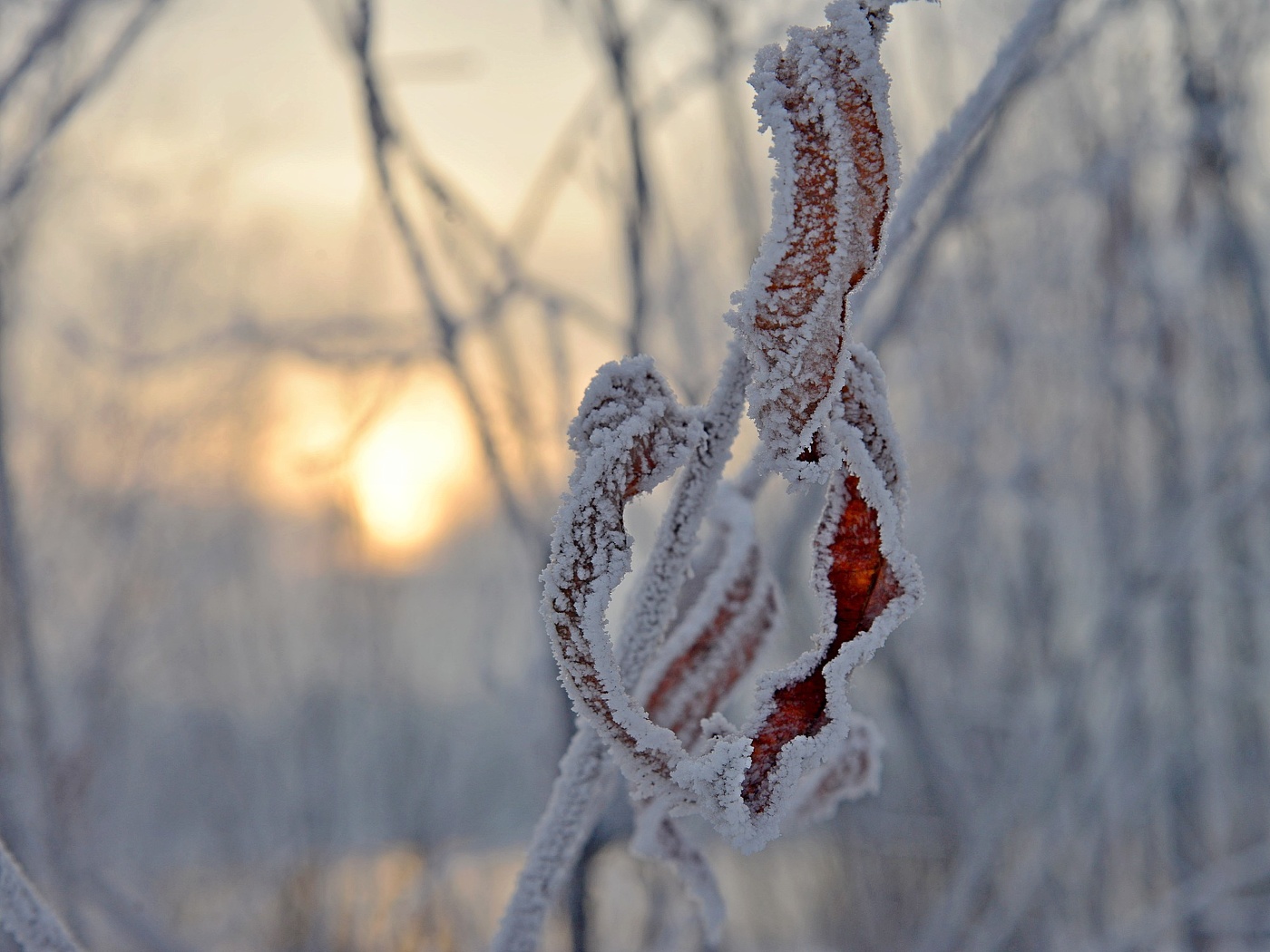 "Frost und die Sonne ..."