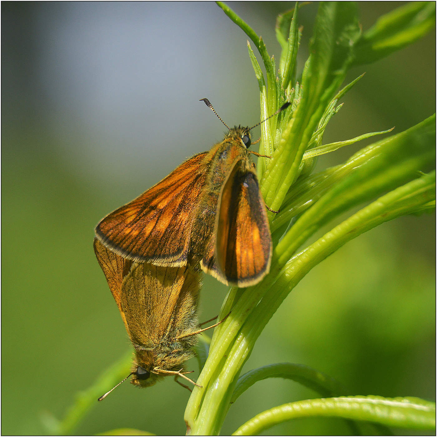 Konferenz zum Morgengrauen.