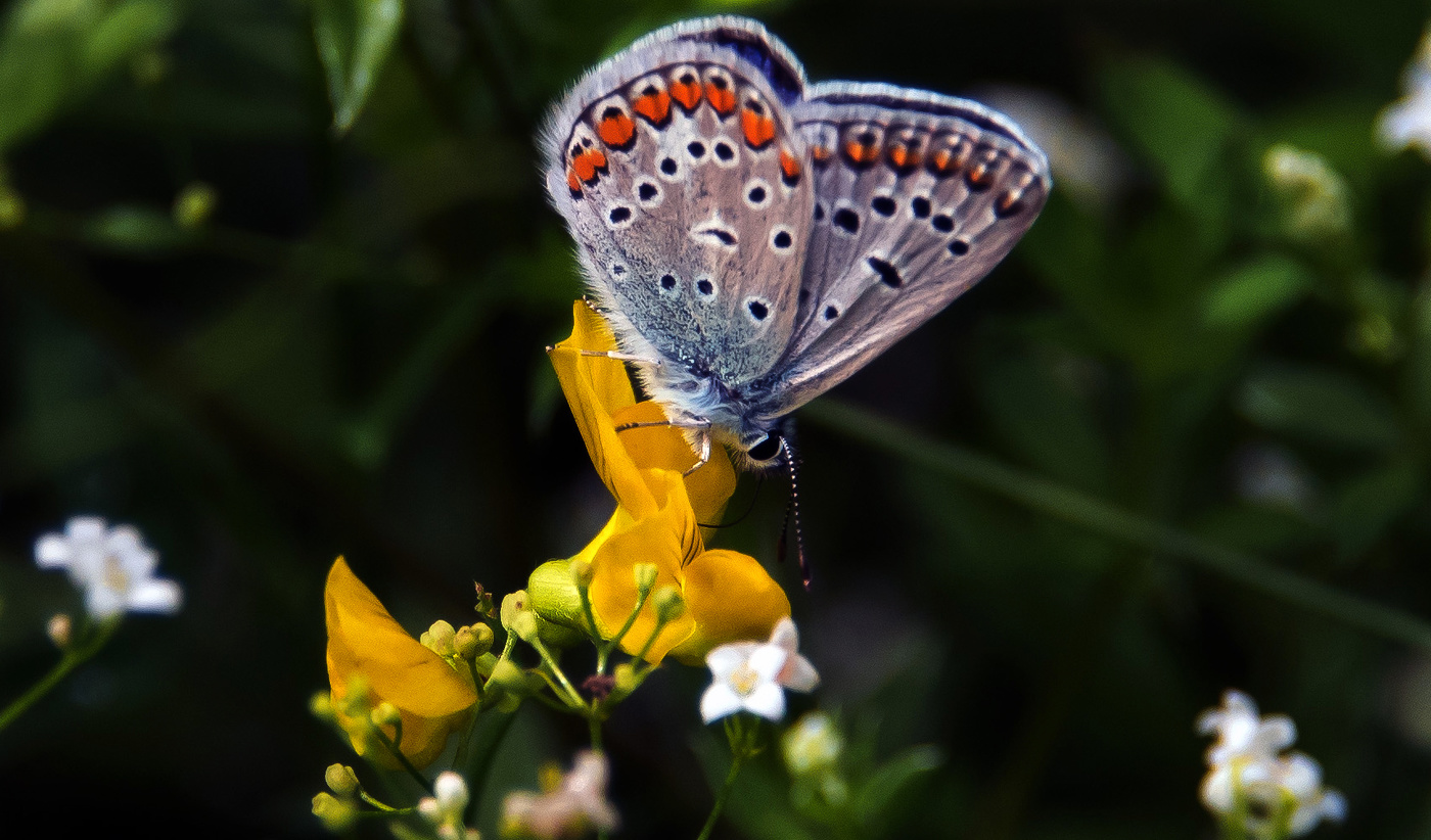 Kupfer-Schmetterling