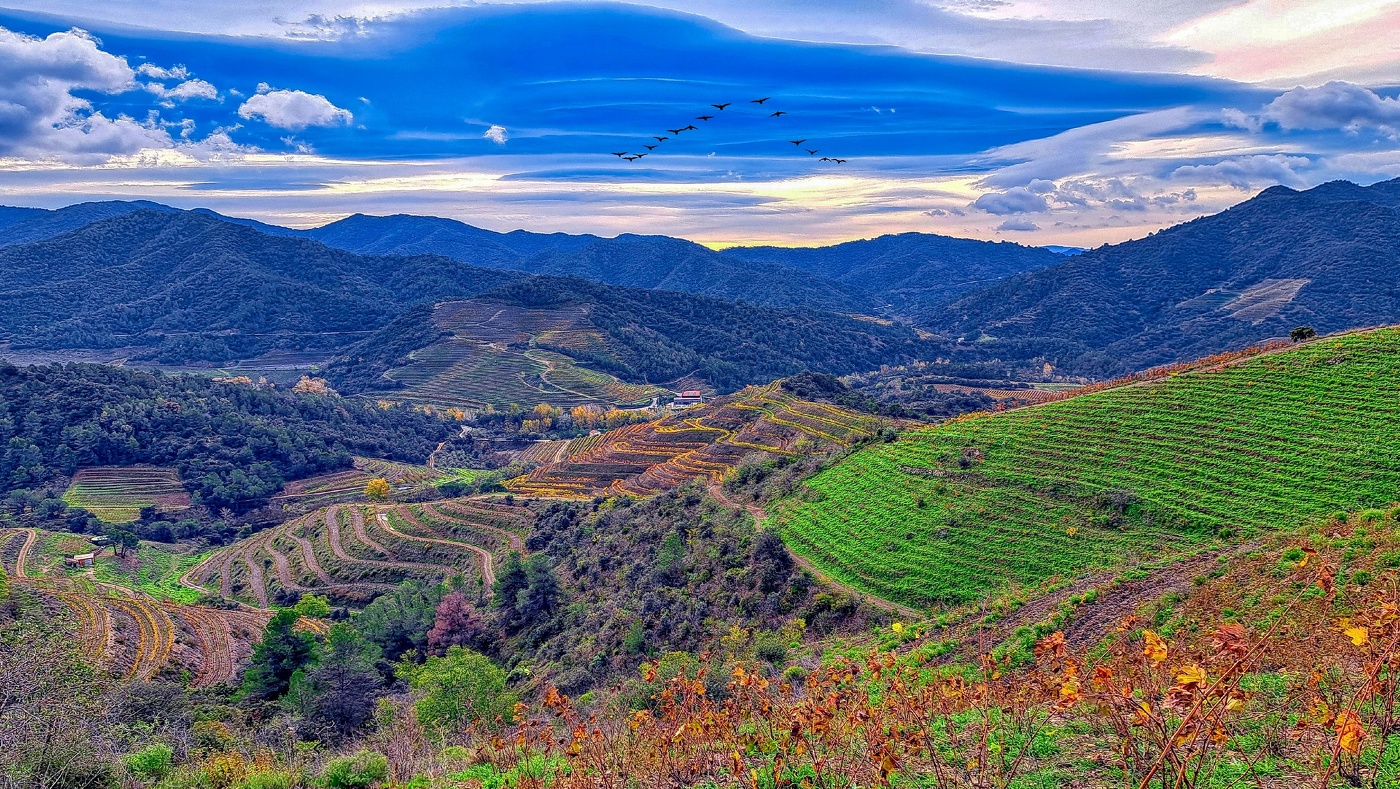 Poboleda - vinyes a la tardor - Priorat