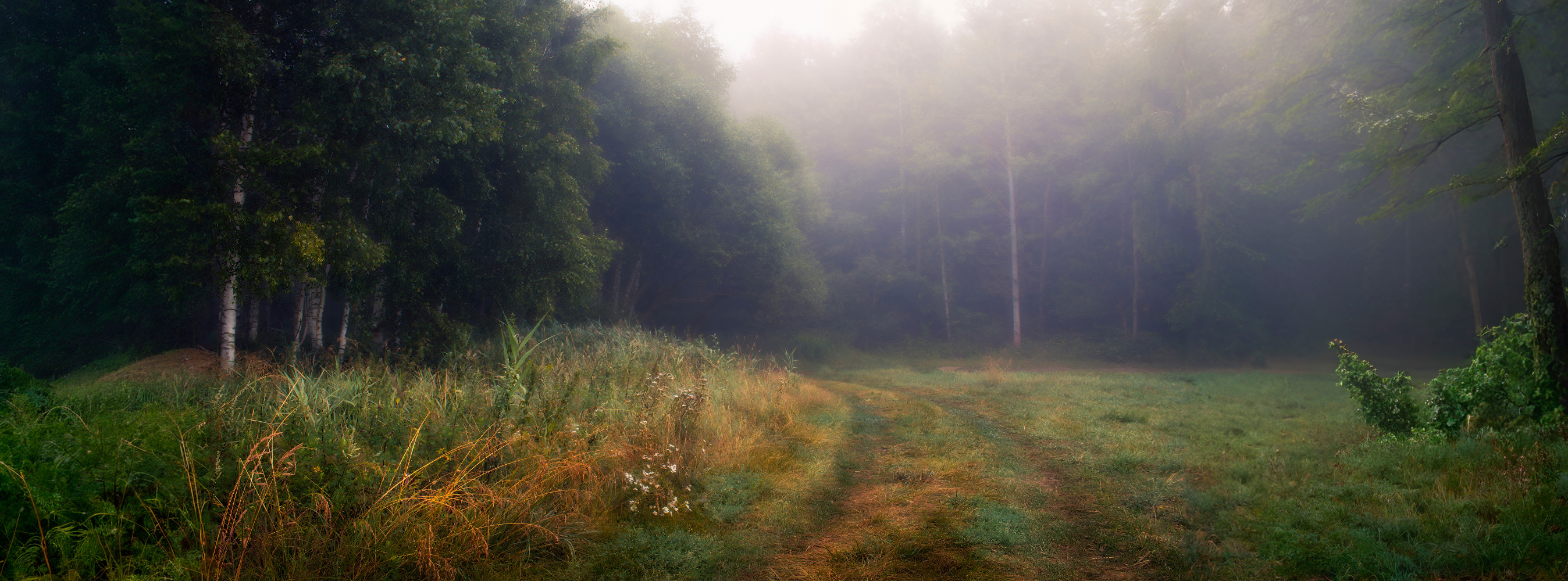 Forstwirtschaft Morgen