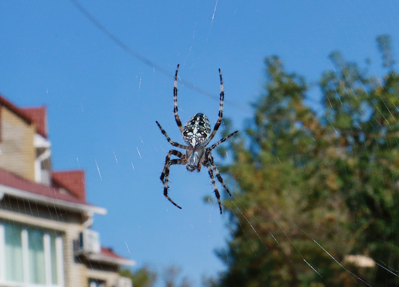 Arachne