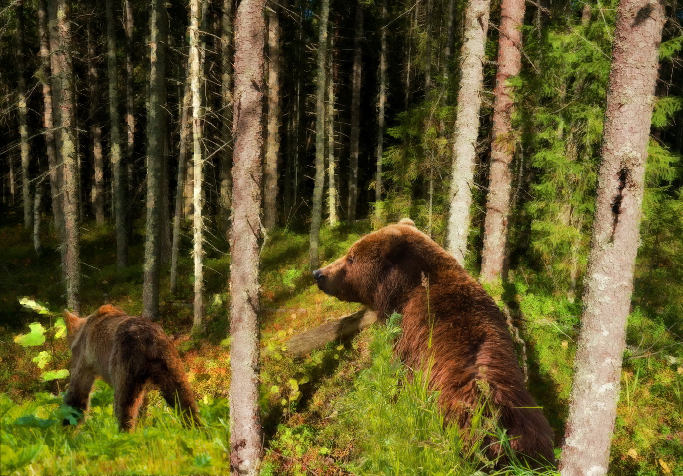 Morgen im Tannenwald