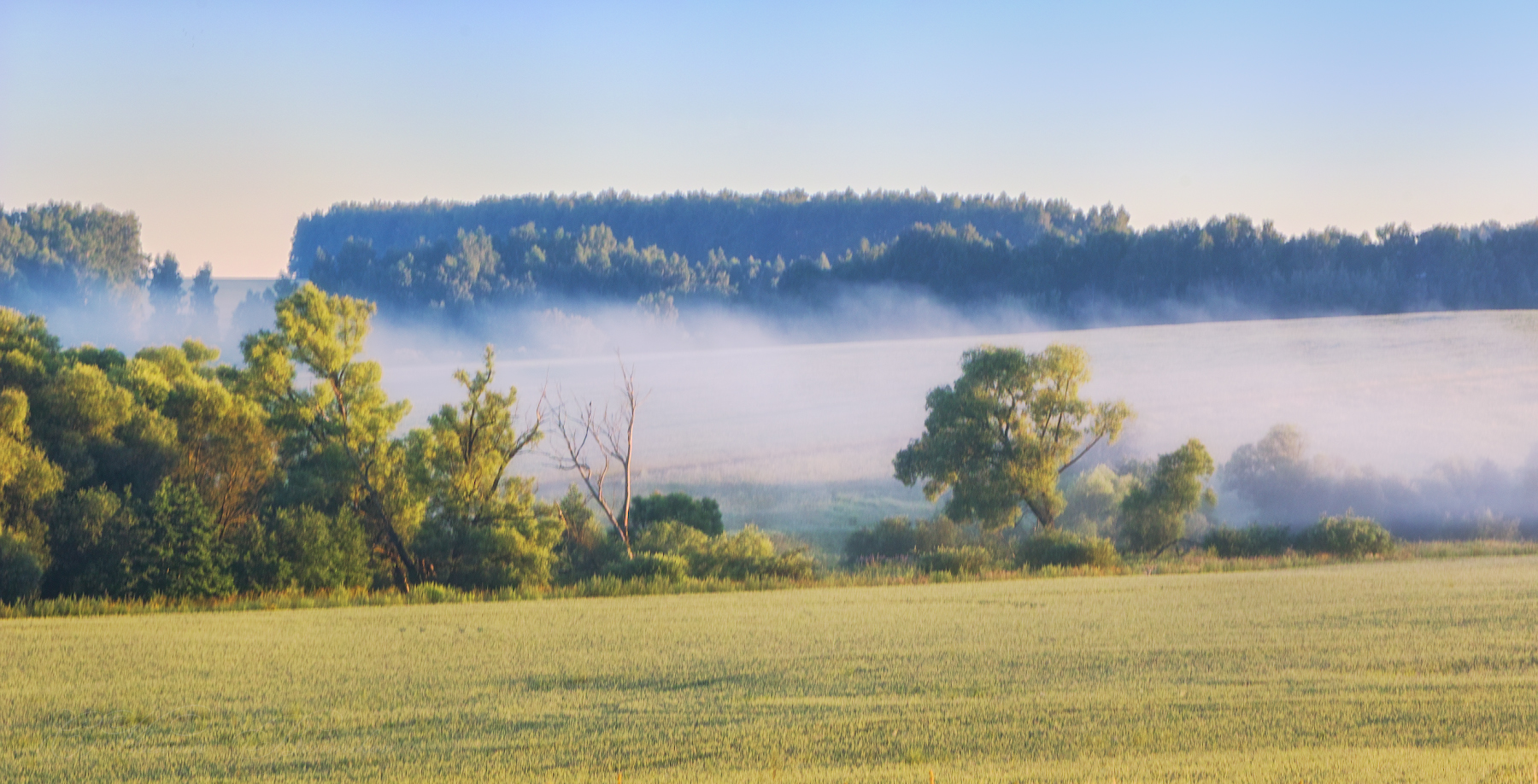 In der nebligen Dunst