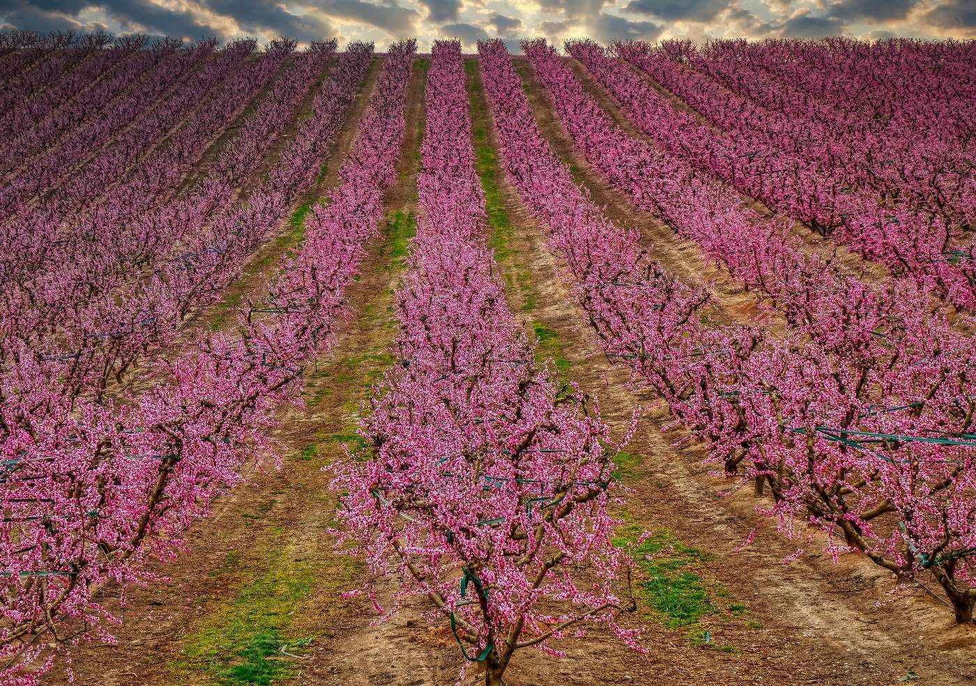 Aitona - arbres en flor de préssec pla - Segrià