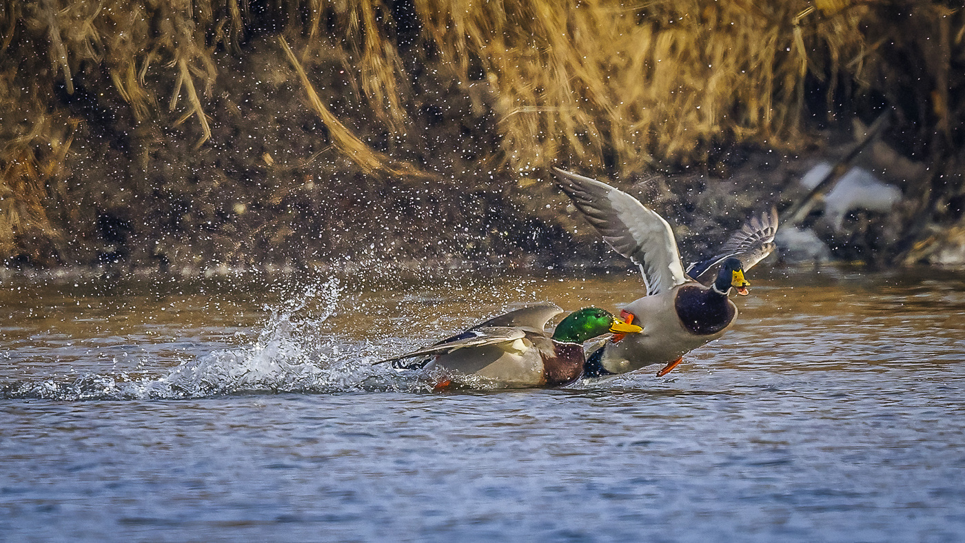 Ersten Tag des Frühlings