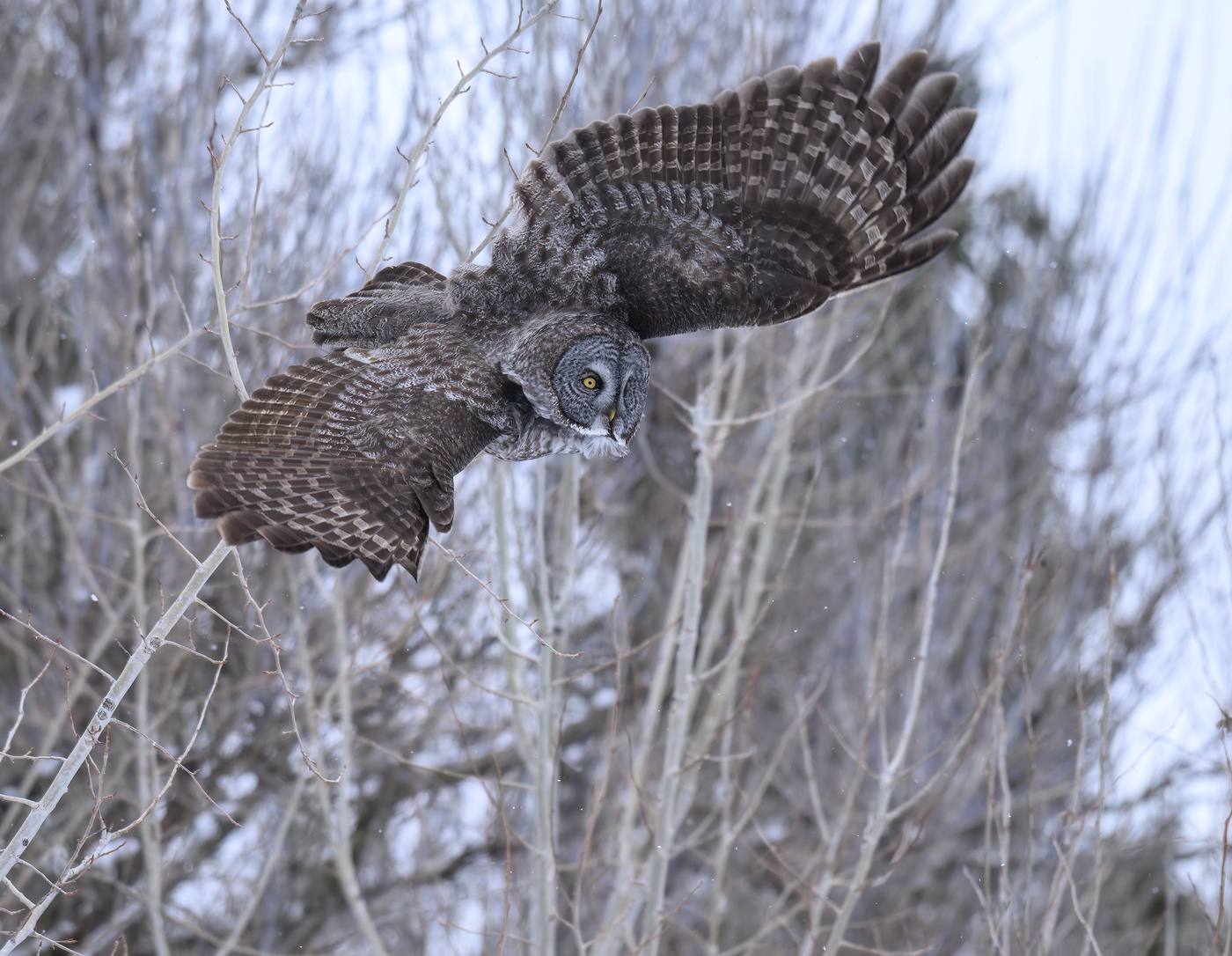 Great grey owl