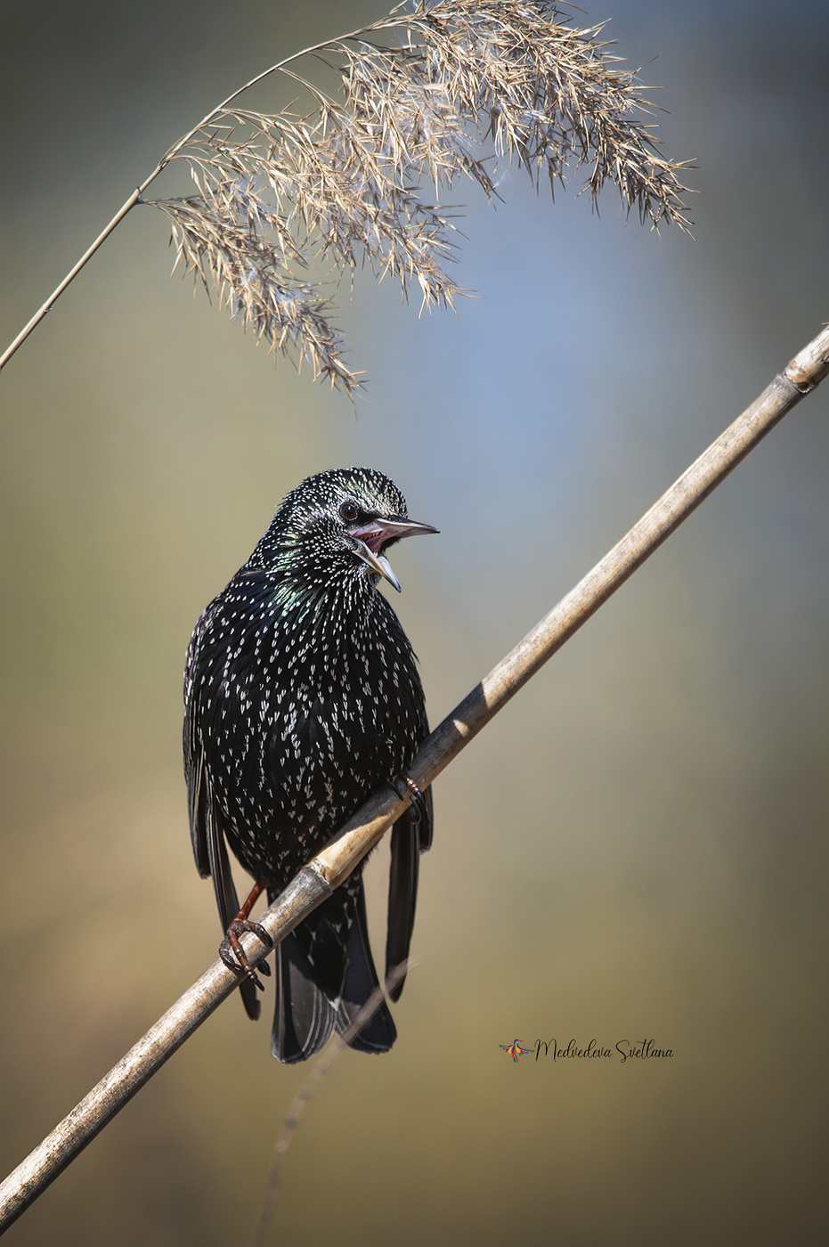 Ich werde Sie singen ...