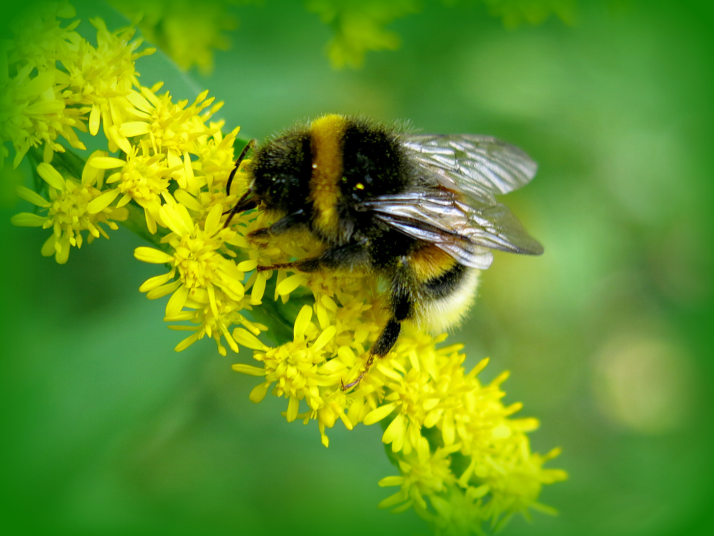 Shaggy bumblebee
