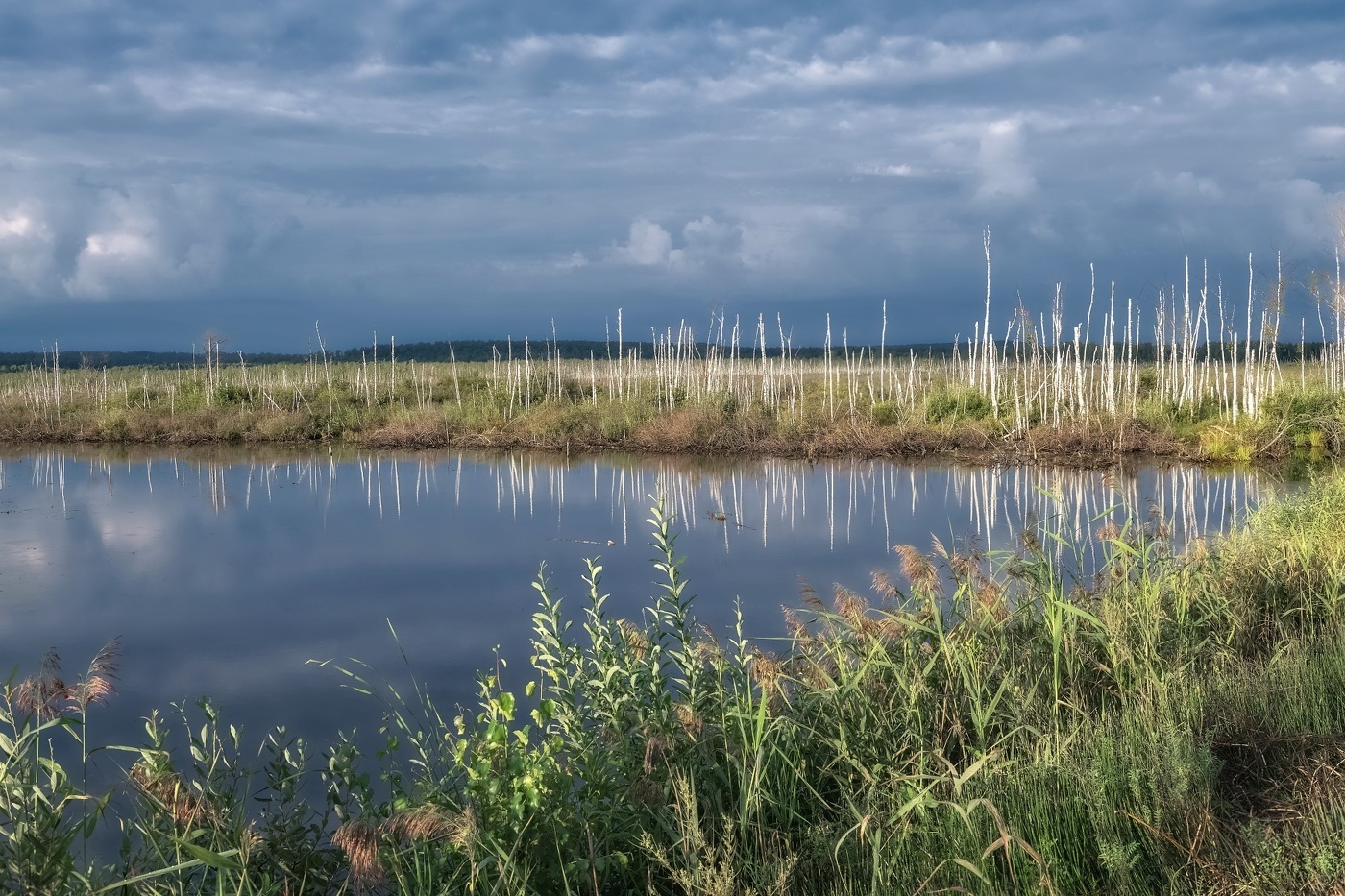 Dämmerung auf dem Sumpf