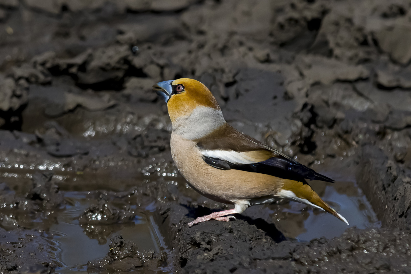Grosbeak