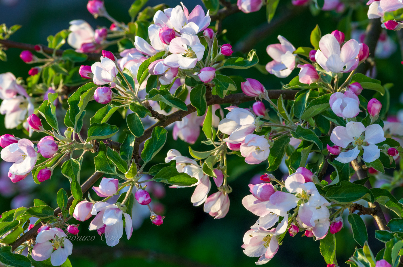 Apfelbäume in voller Blüte.