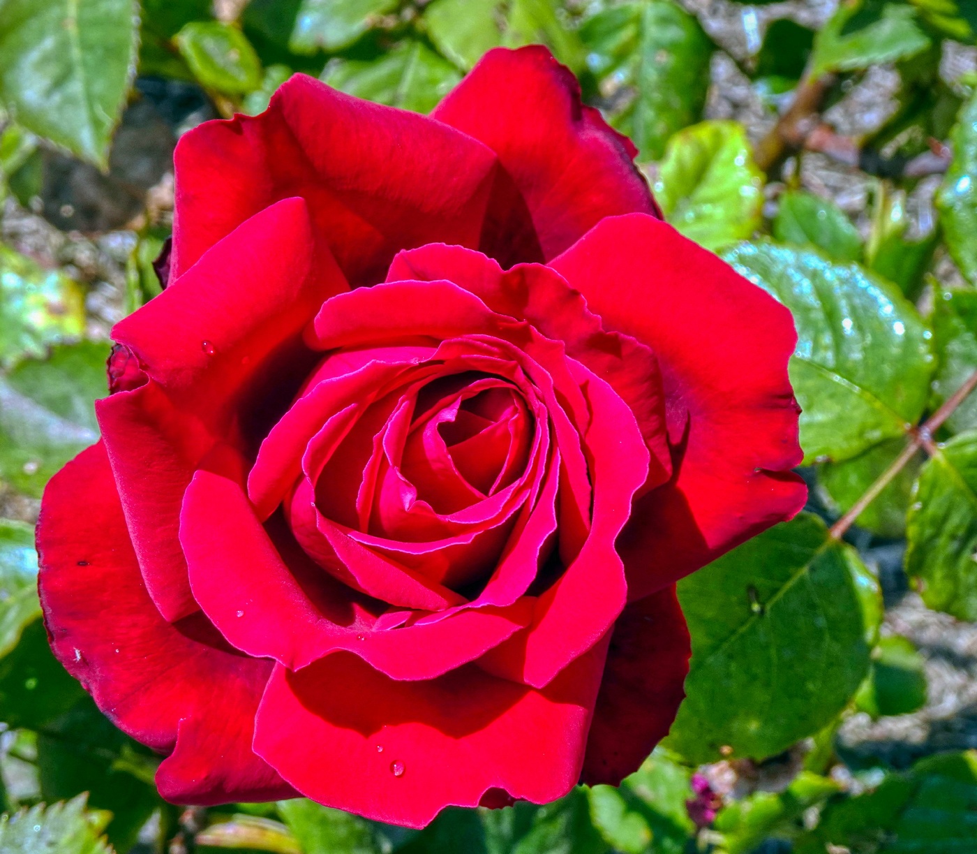 Reus - diada de Sant Jordi (rosers mas Iglesias) - Baix Camp