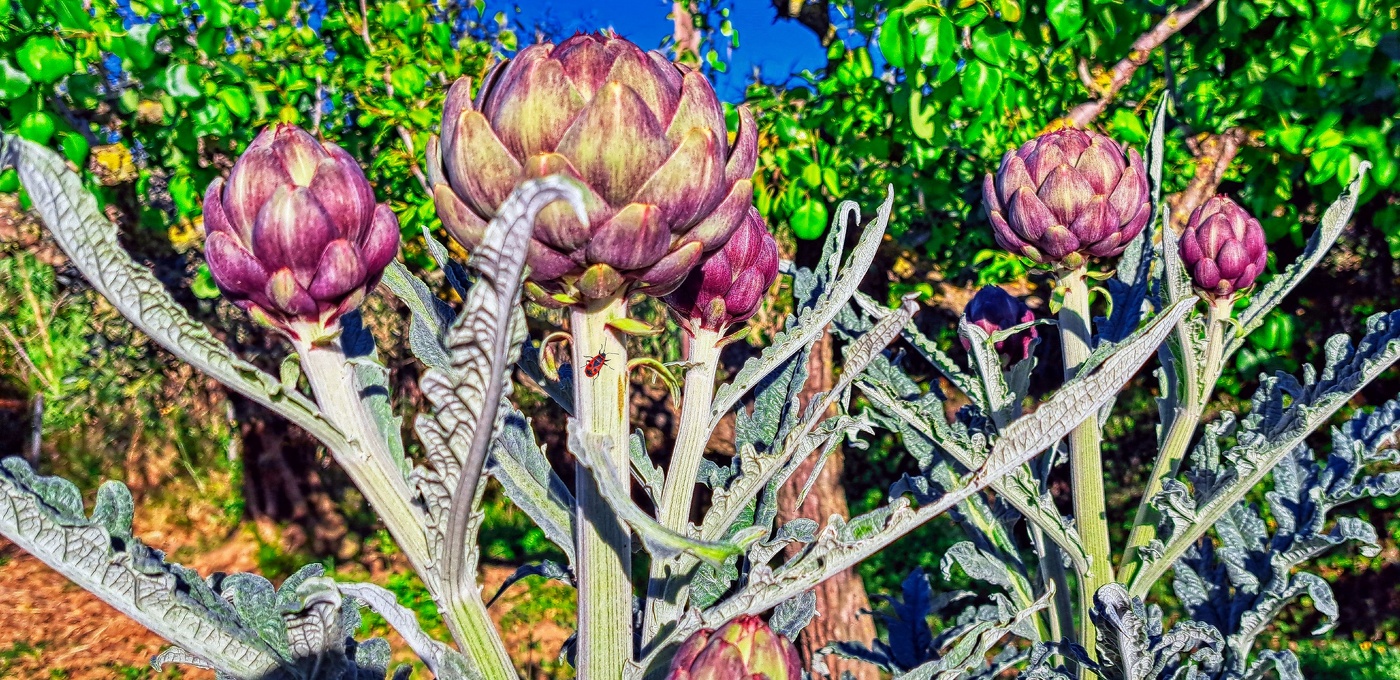 Reus - carxofera al mas - Baix Camp