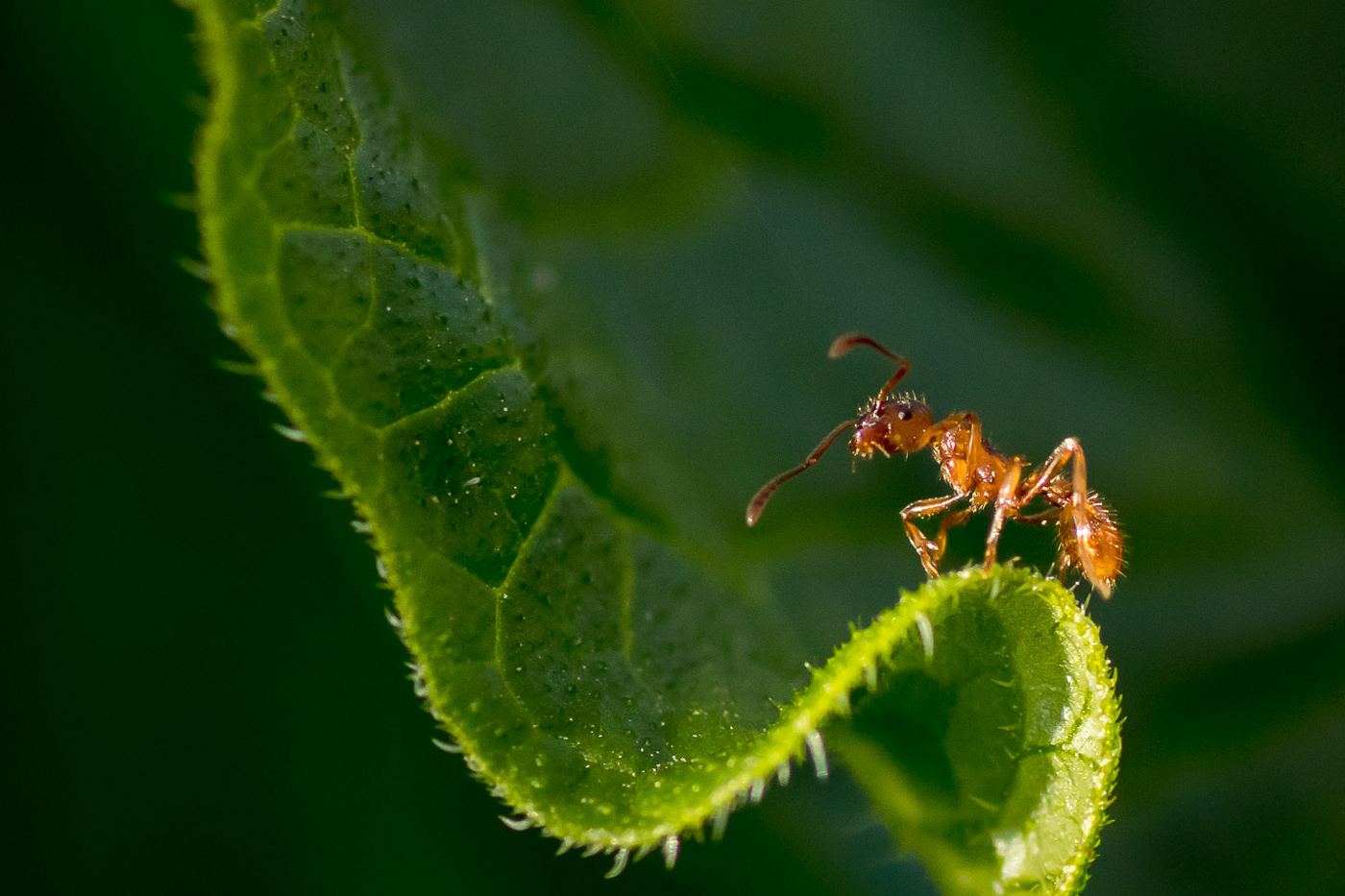 Eroberer der Eckpunkte
