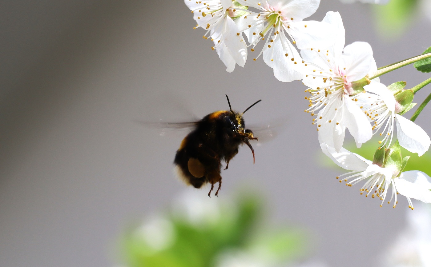 Flight of the Bumblebee