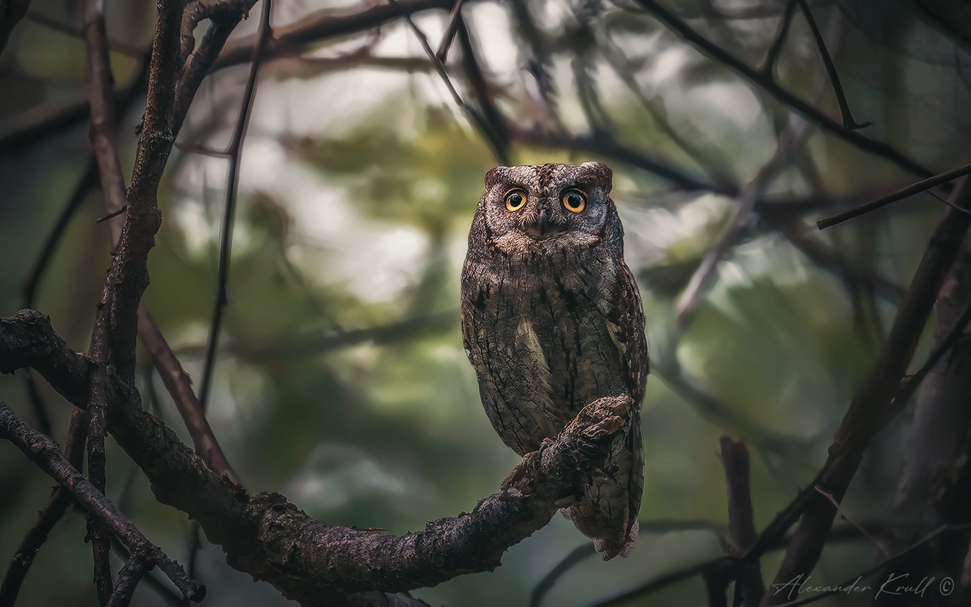 Sakrament des Waldes