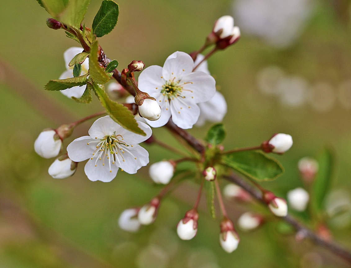 Kirschblüten