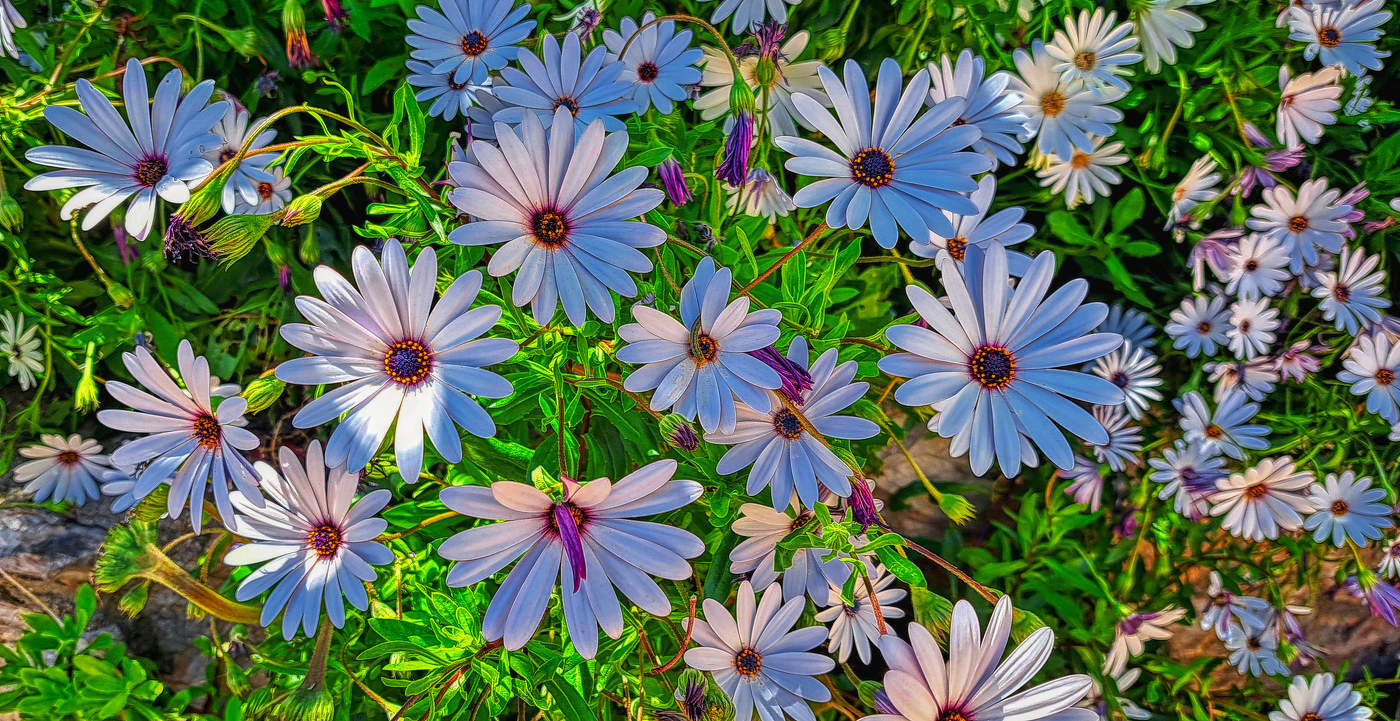 Roda de Berà - margarida africana blava - Tarragonès