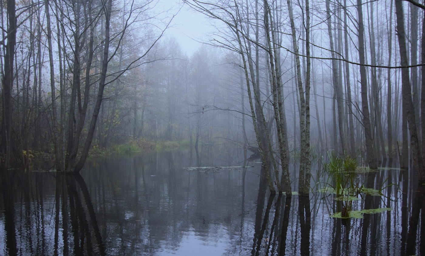 Nebliger Morgen