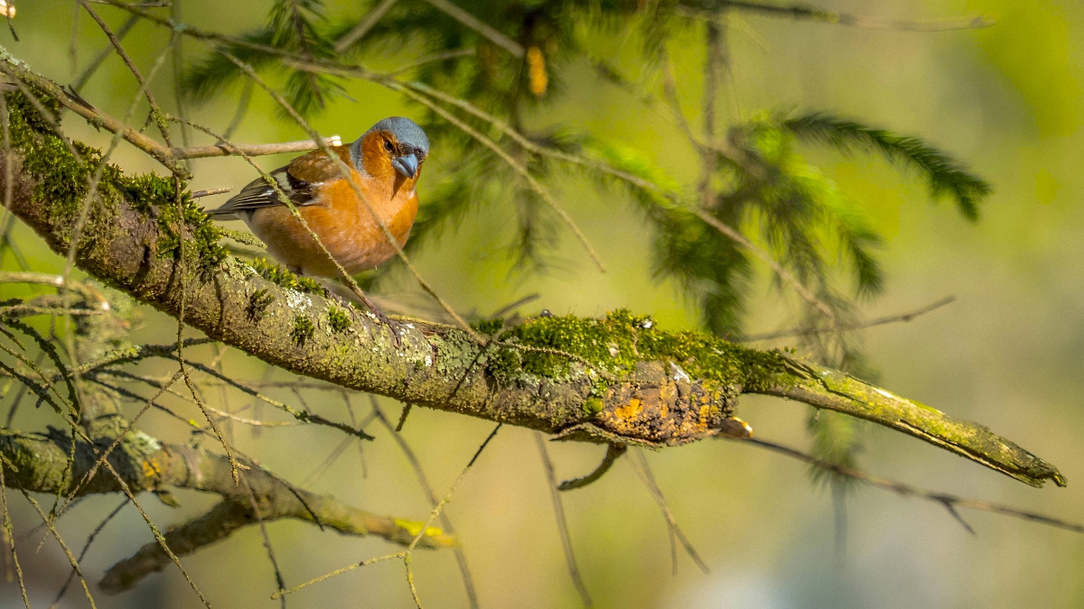 Herold des Frühlings