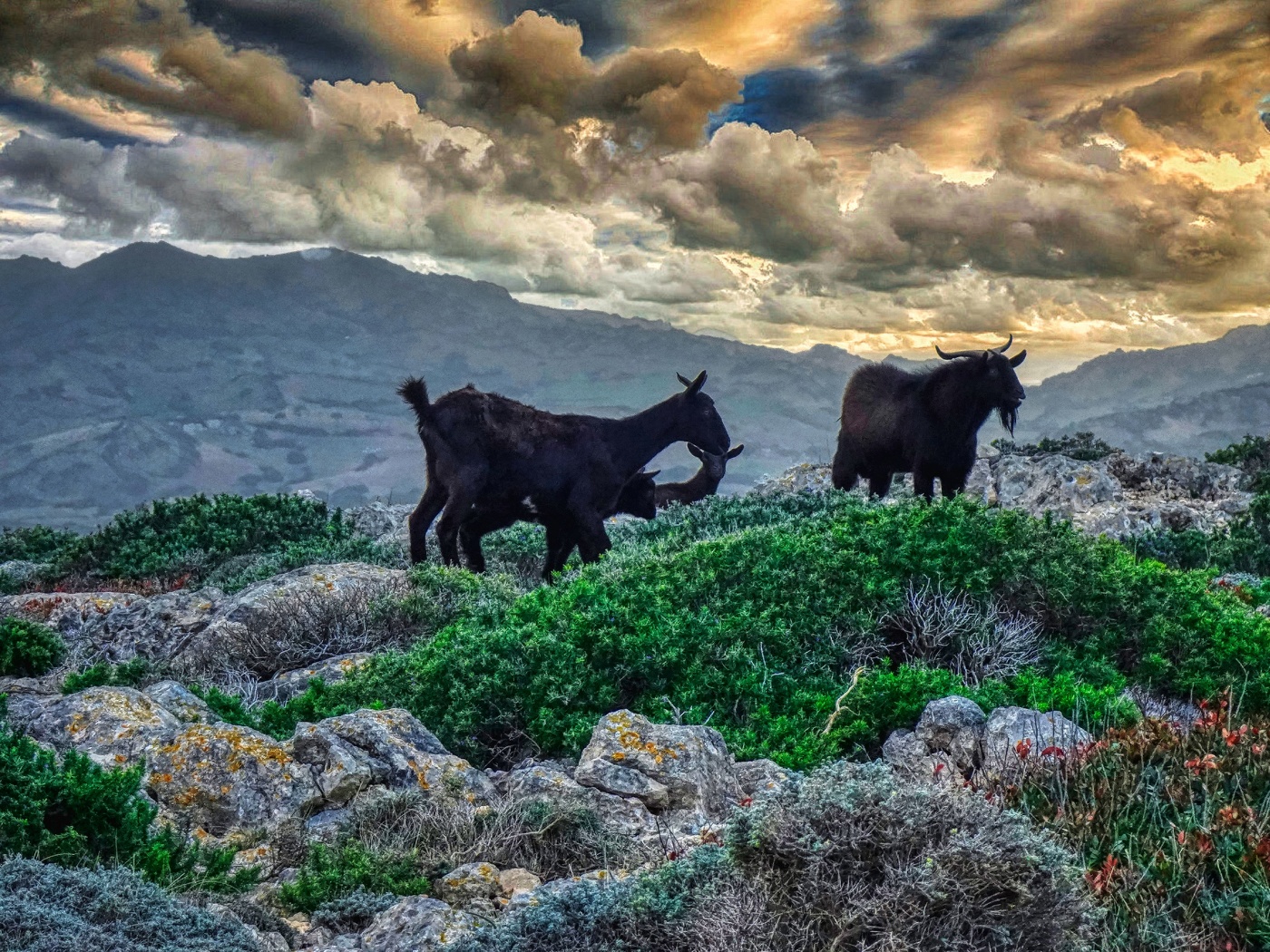 Cavalleria - cabres - Menorca (Balears)