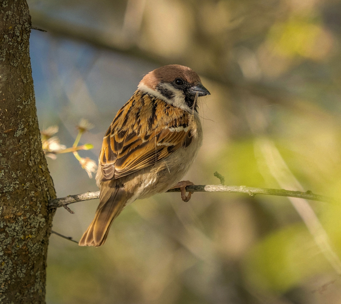 Frühling Hausarbeit