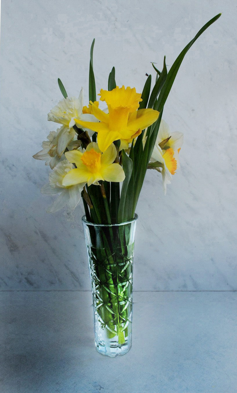 Narzissen