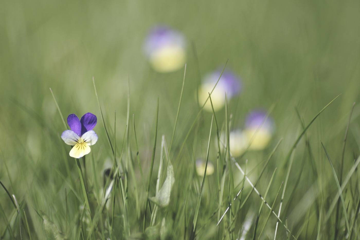 Zärtlichkeit der Natur