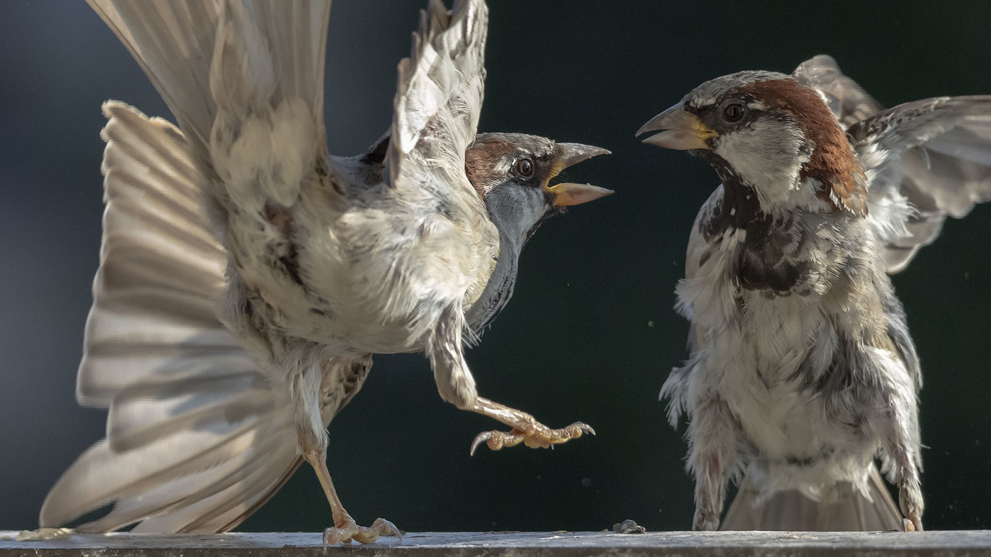 Ein ernstes Gespräch ...