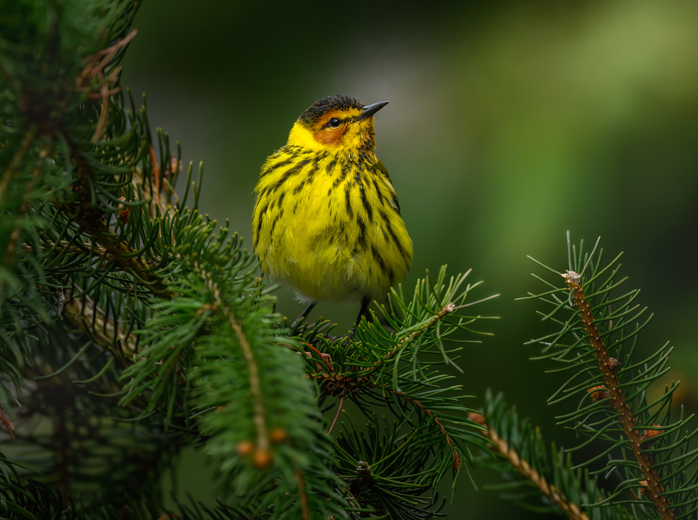 Cape May Warbler (m)
