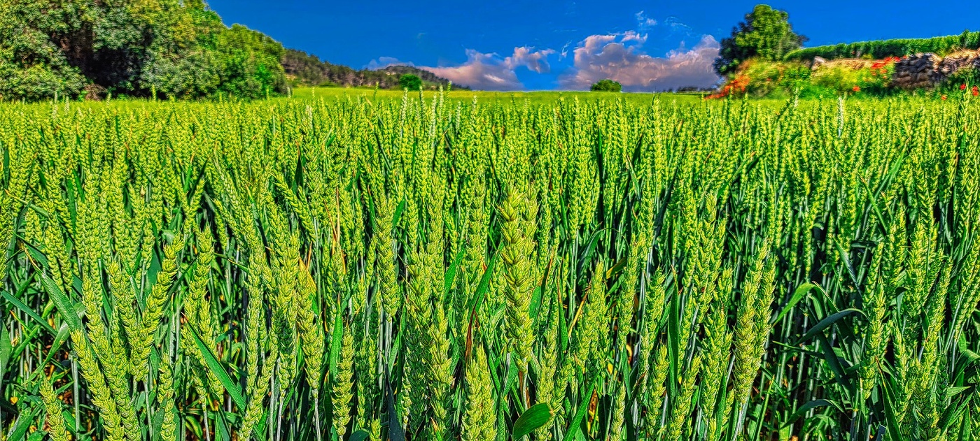 Els Omells de Na Gaià - Camp de blat - L'Urgell