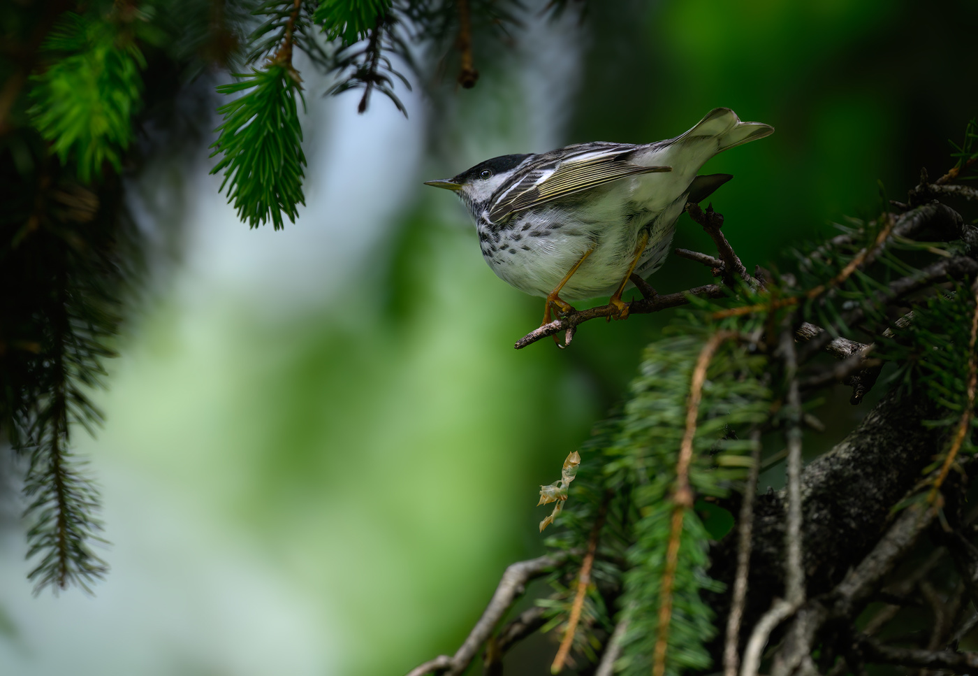 Blackpoll Warbler (m)