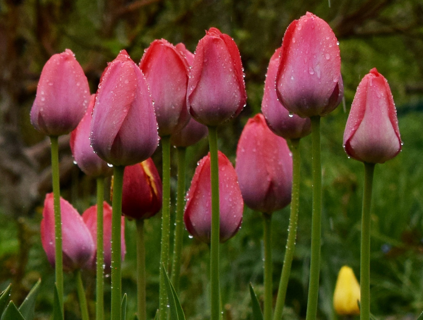 Tulips