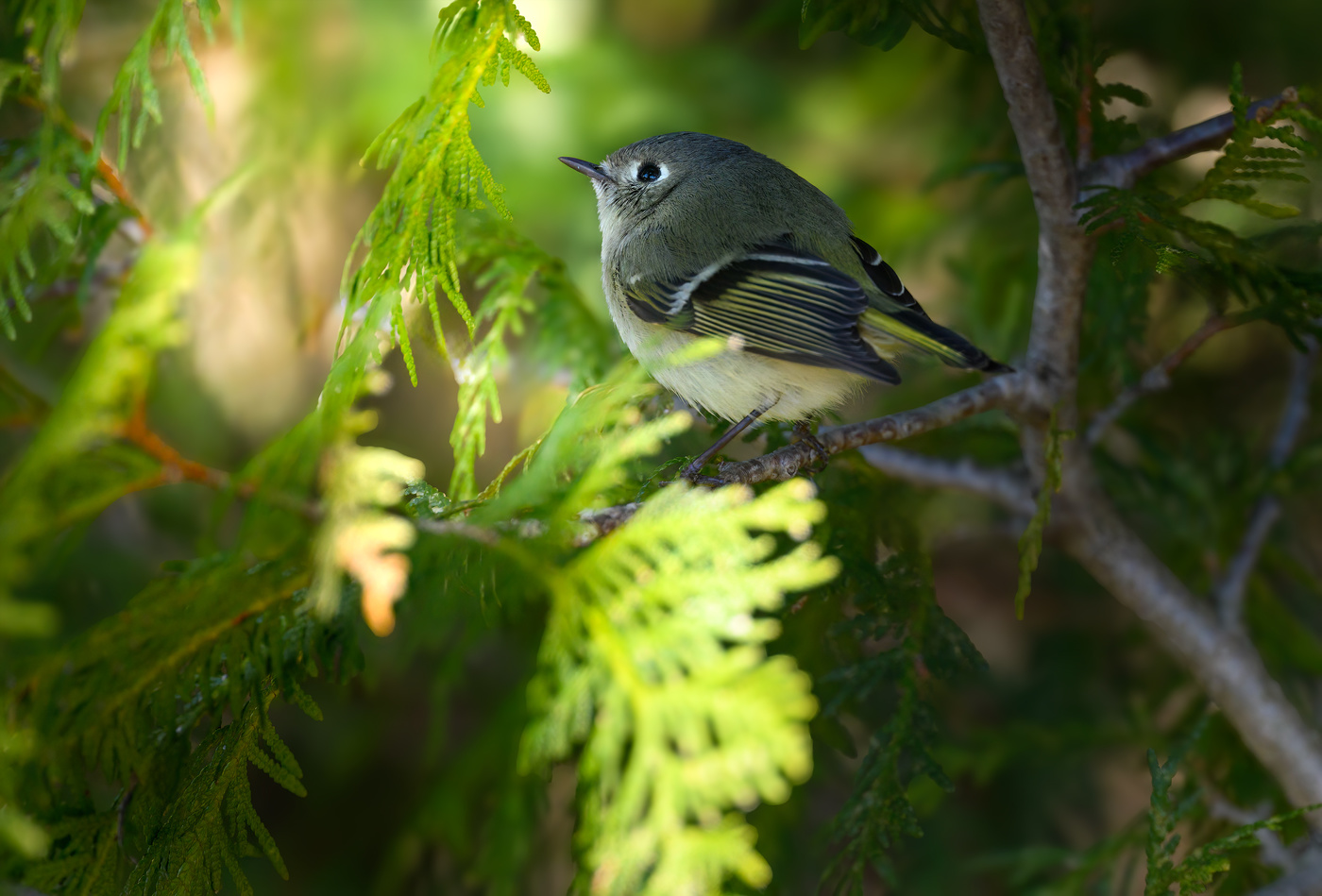 Ruby-crowned kinglet