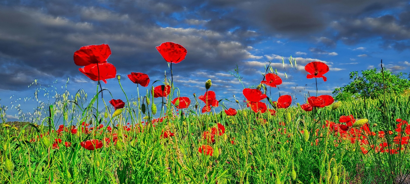 Els Omells de Na Gaià - roselles - L'Urgell