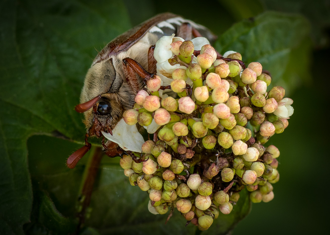 Blumenstrauß zum Valentinstag