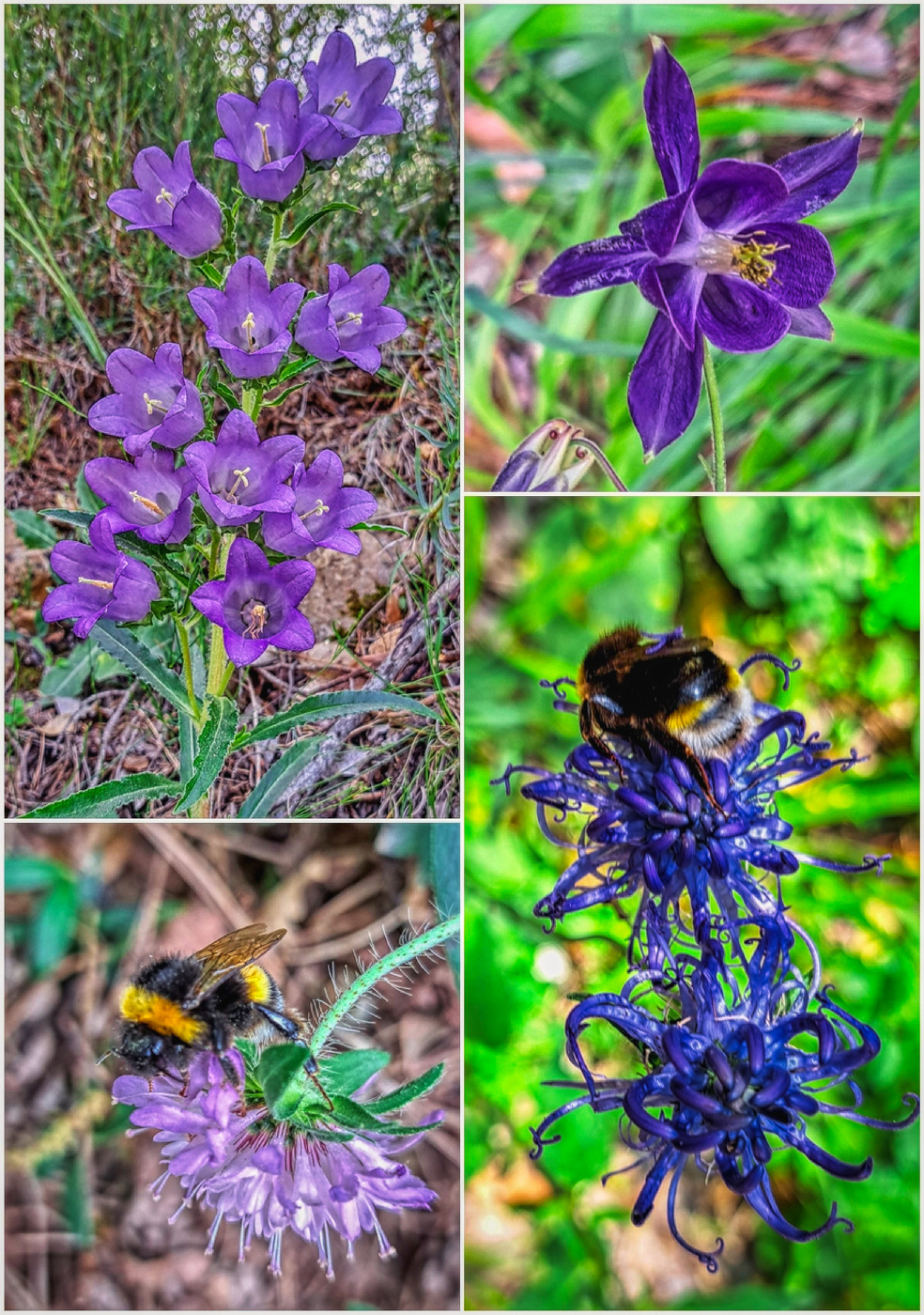 Rojals (Montblanc) - flors a la natura - Conca de Barberà