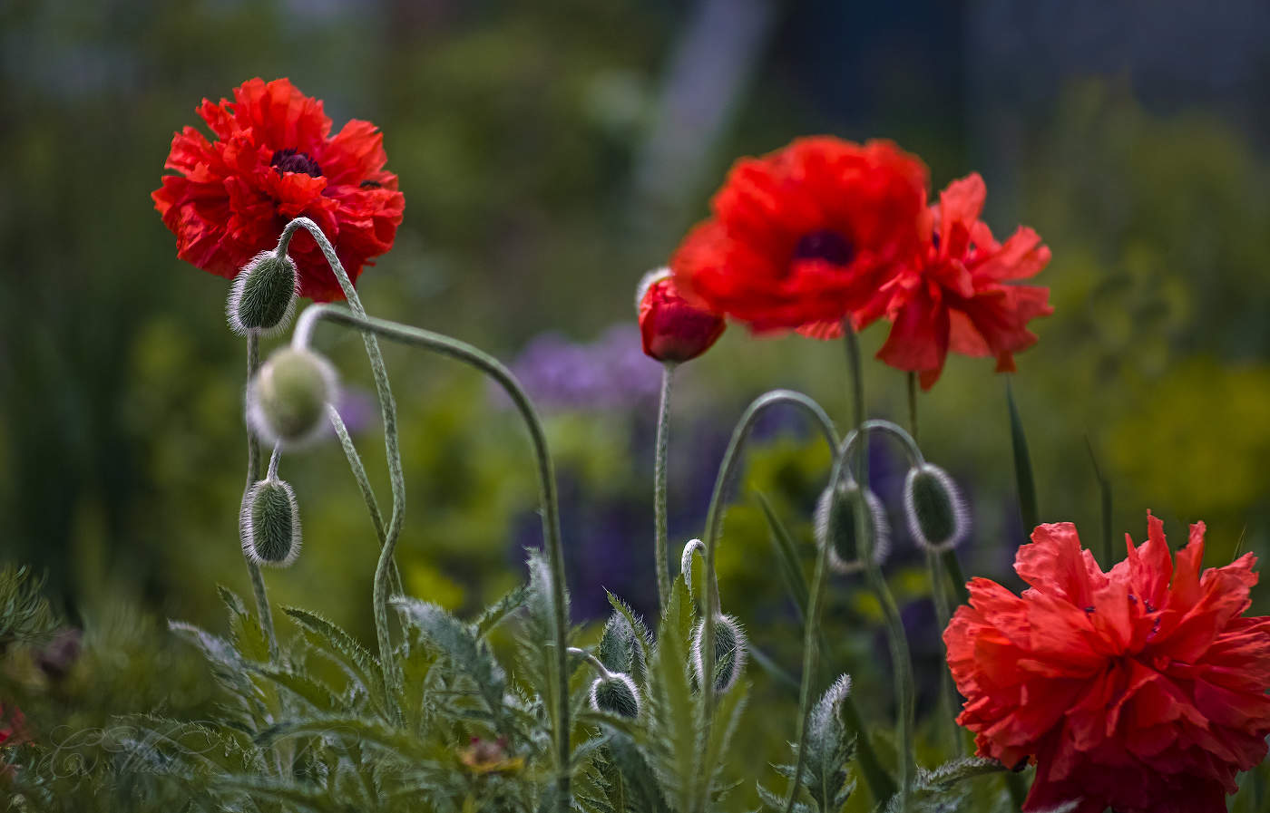 Scharlach Mohn