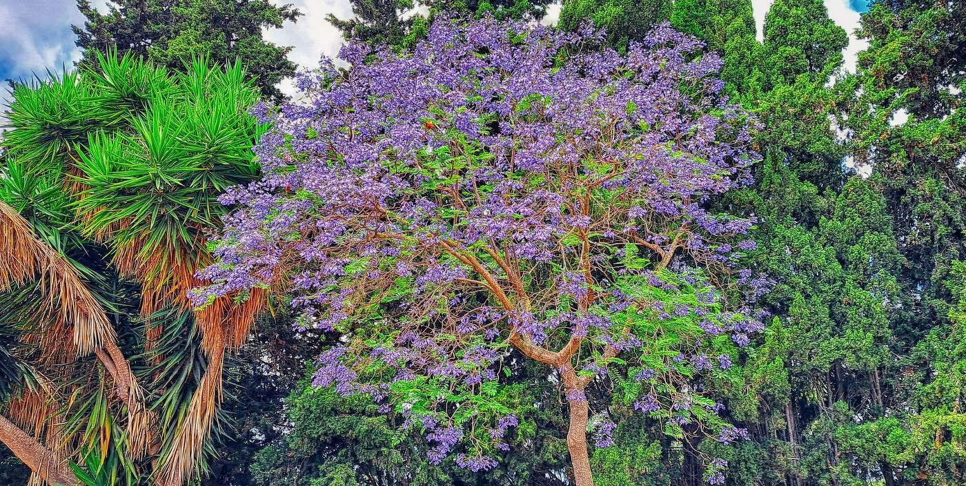 Reus - arbre jacaranda mimosifolia - Baix Camp