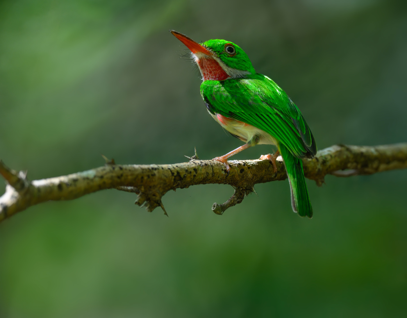 Broad-billed Tody