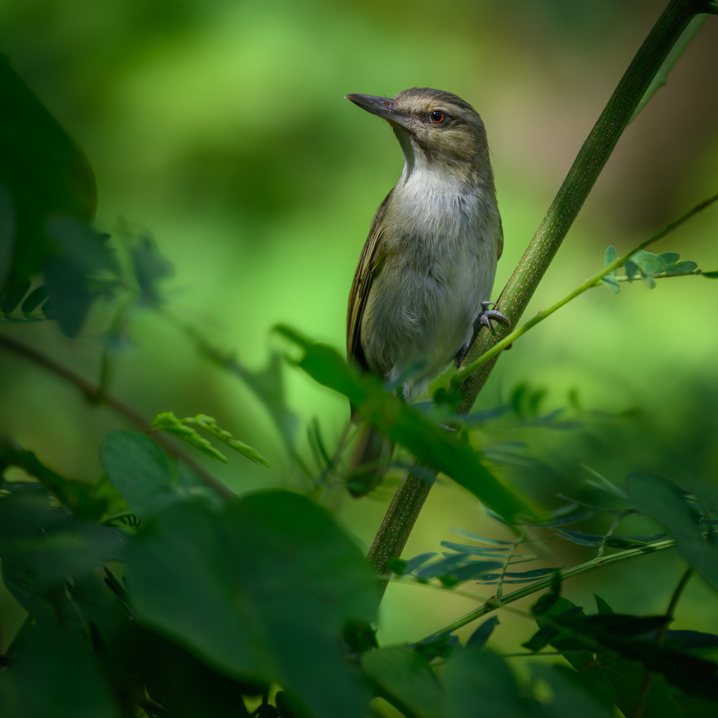 Black-whiskered Vireo