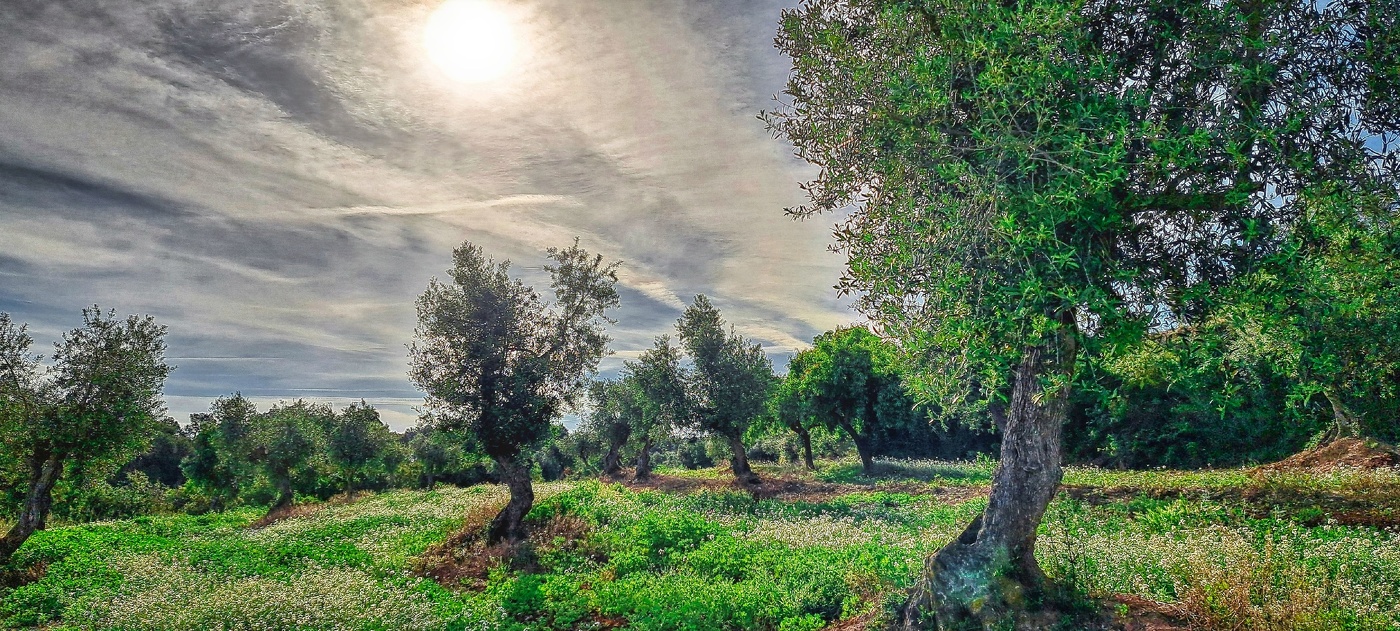 Els Omells de Na Gaià - camp d'oliveres - L'Urgell