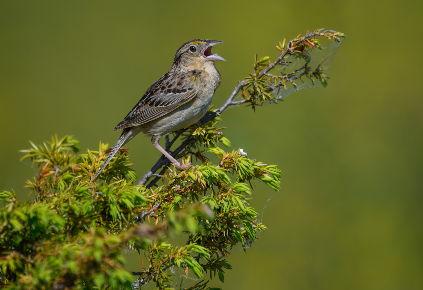 Grasshopper sparrow